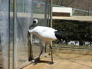 メスのタンチョウが来園し、一般公開を開始