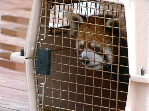 レッサーパンダの「来来・ライライ」が旅立ちました