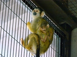 ボリビアリスザルに赤ちゃん誕生