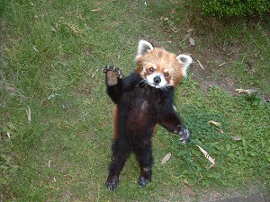 レッサーパンダのオス、ヒサシが死亡