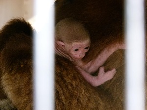 シロテテナガザルの赤ちゃんが誕生