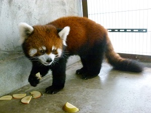 レッサーパンダの「シュンシュン」が他園館に移動します