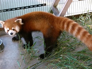 レッサーパンダの「ファファ」が旅立ち