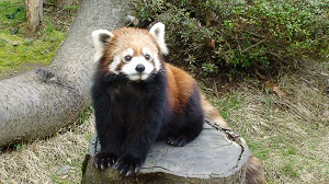 レッサーパンダのチャチャが死亡