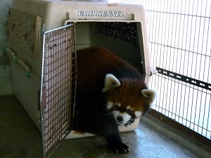 レッサーパンダのシュンシュンが元気に帰ってきました