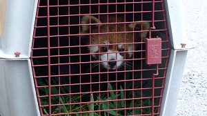 レッサーパンダのミンミンが旅立ち