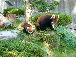 レッサーパンダ　ミンファの赤ちゃんの一般公開を開始