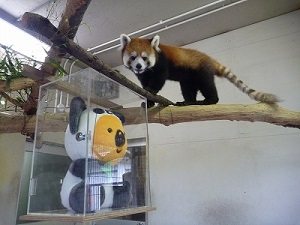 逃げ出したパンダコアラが西山動物園に!?