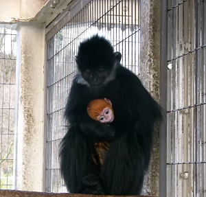 フランソワルトンの赤ちゃんが誕生