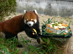 新春企画「春から縁起がいいね！