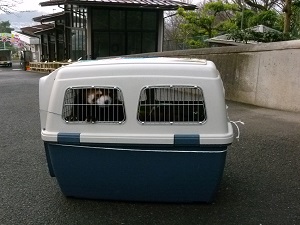 レッサーパンダのチャーミンが旭山動物園に旅立ち