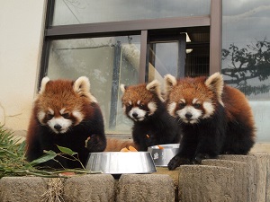 2013年生まれのレッサーパンダトリオがデビュー