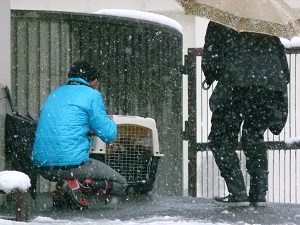 レッサーパンダのミンファが神戸に旅立ち