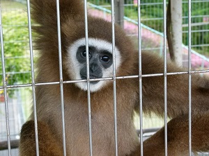 シロテテナガザルのアイが旅立ちました