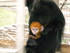 フランソワルトンの赤ちゃんが誕生