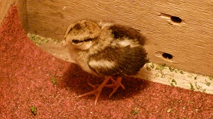 コサンケイのヒナが誕生