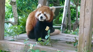 新たにレッサーパンダ1頭が来園