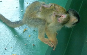 ボリビアリスザルの赤ちゃんが誕生