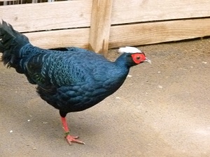 コサンケイのオス1羽が来園