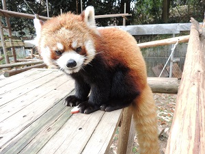 新たに1頭のレッサーパンダが仲間入り