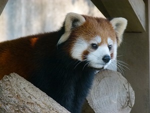 レッサーパンダの「ソウソウ」が旅立ちます