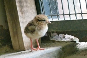 コサンケイのヒナが誕生