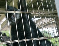 フランソワルトン1頭が旅立ちました