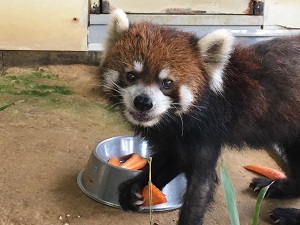 レッサーパンダのオス「シュンシュン」が死亡