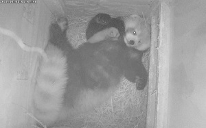 レッサーパンダの赤ちゃん誕生