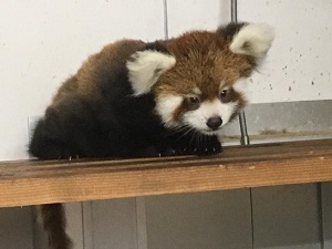 レッサーパンダの赤ちゃん