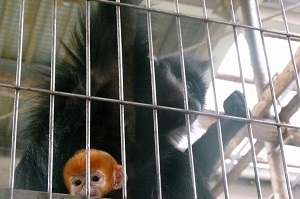 フランソワルトンの赤ちゃんが誕生