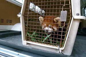 フランソワルトンの赤ちゃんが誕生