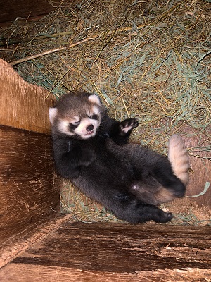 レッサーパンダの赤ちゃん