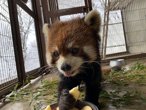 レッサーパンダのヤンヤンが死亡しました