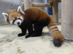レッサーパンダのムータンが旅立ちます