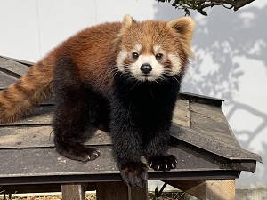 レッサーパンダのかえで