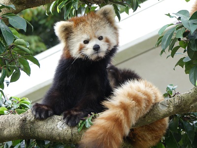 レッサーパンダの令花（レイファ）が他園館に移動します
