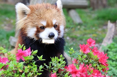 レッサーパンダ（愛称：キラリ）の死亡について