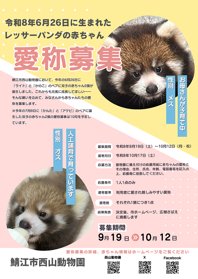 レッサーパンダの赤ちゃんの愛称募集を開始します