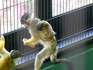 ボリビアリスザルの赤ちゃん誕生