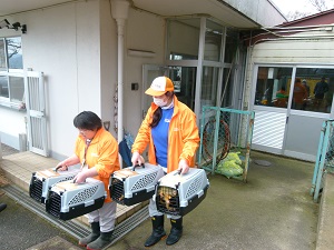ボリビアリスザル3頭が和歌山公園へ旅立ち