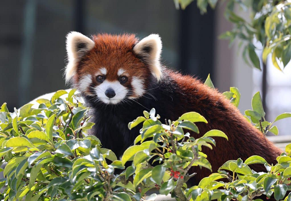 レッサーパンダ アケビ