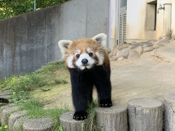 レッサーパンダ かえで