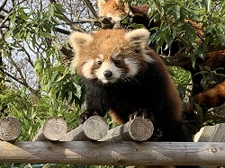 レッサーパンダのかえで