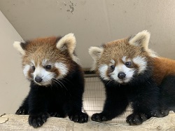 レッサーパンダのかえで