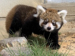 レッサーパンダのかえで