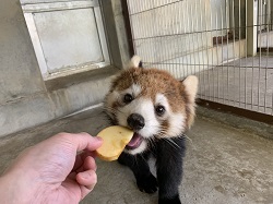 レッサーパンダのかのこ