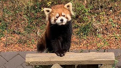 レッサーパンダのかんた