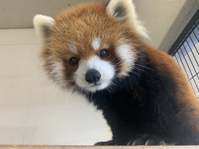 キラリ