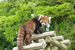 レッサーパンダのまつば